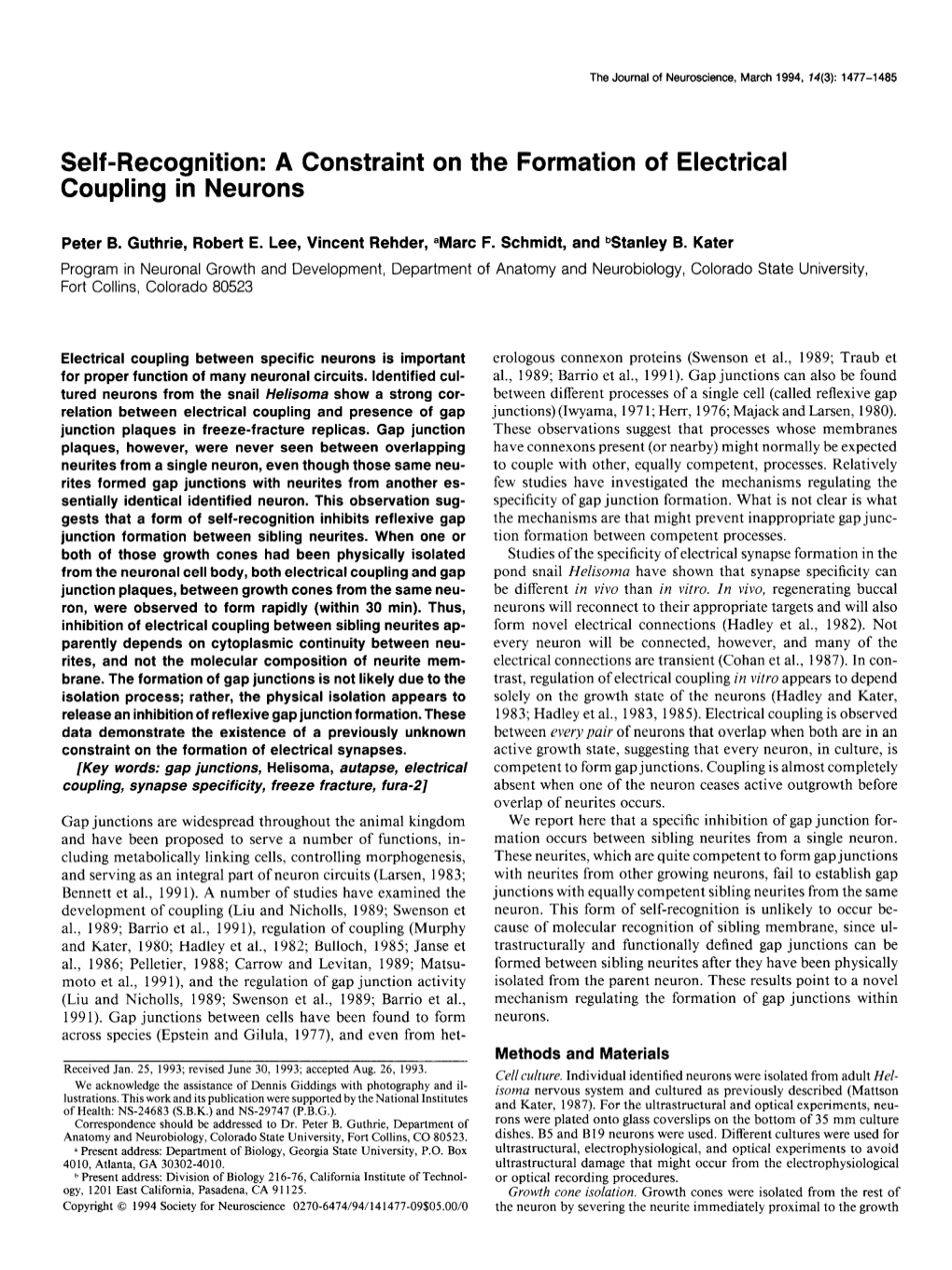 A Constraint on the Formation of Electrical Coupling in Neurons