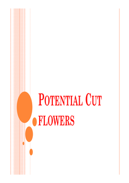 POTENTIAL CUT FLOWERS GLADIOLUS (SWORD LILY) Botanical Name: Gladiolus X Grandiflorus Family: Iridaceae Origin: Tetraploid Sp.: South Africa Diploid Sp.: Europe