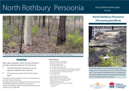 North Rothbury Persoonia for The