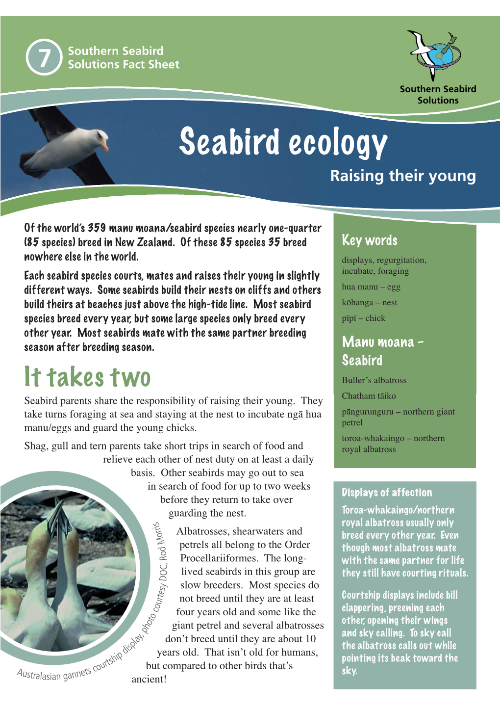 Seabird Ecology: Raising Their Young