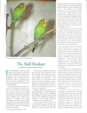 The Shell Parakeet Bird Showed a Preference for One Par­ by Warwick Remington, Ballarat,Australia Ticular Hen