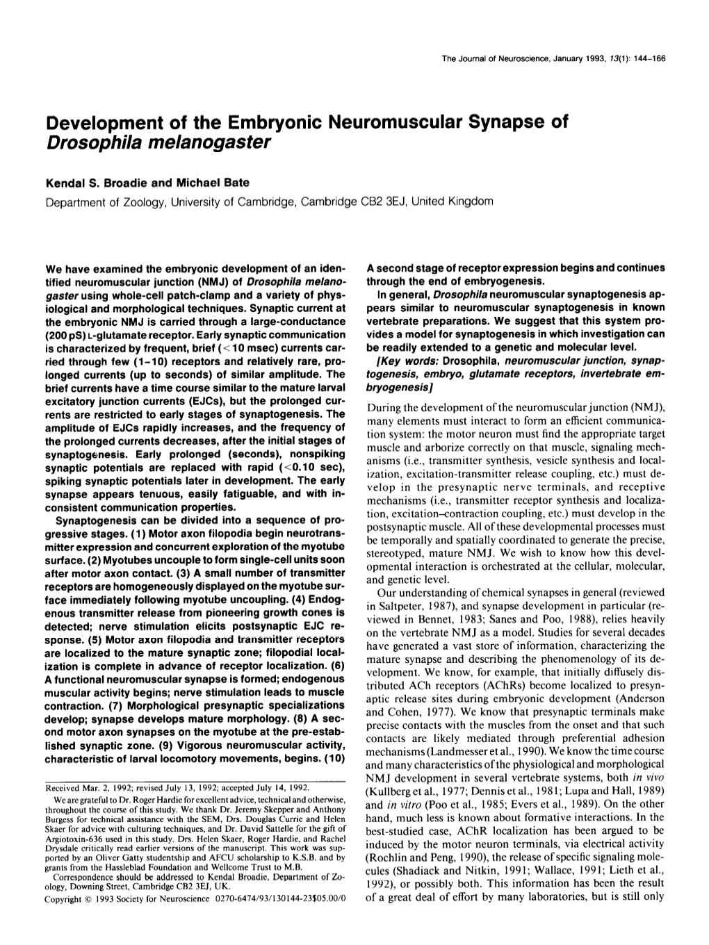 Development of the Embryonic Neuromuscular Synapse of Drosophila Melanogaster