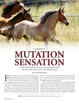 U COLORFUL U MUTATION SENSATION a Rare and Wonderful Genetic Event Resulted in a Filly Who May Well Return Roan to the Morgan Breed