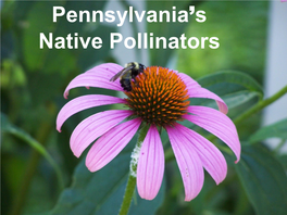 The Pennsylvania Native Pollinator Survey