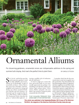 Ornamental Alliums