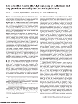 Signaling in Adherens and Gap Junction Assembly in Corneal Epithelium