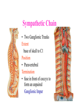 Sympathetic Chain – Cervical Part