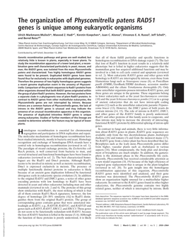 The Organization of Physcomitrella Patens RAD51 Genes Is Unique Among Eukaryotic Organisms