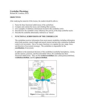 Cerebellar Physiology Richard M