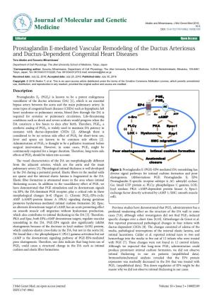 Prostaglandin E-Mediated Vascular Remodeling of the Ductus