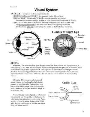 Visual System EYEBALL — Composed of Three Concentric Layers: 1] SCLERA (White) and CORNEA (Transparent) = Outer, Fibrous Layer