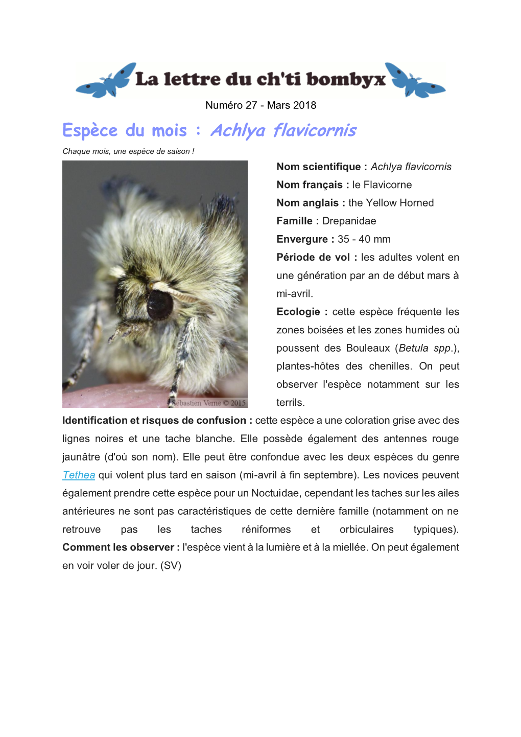 Espèce Du Mois : Achlya Flavicornis