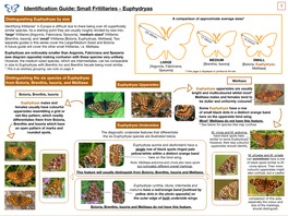 Euphydryas 1