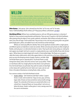Wil-1 Other Names: Salix Species. Salix Is Derived from the Celtic “Sal