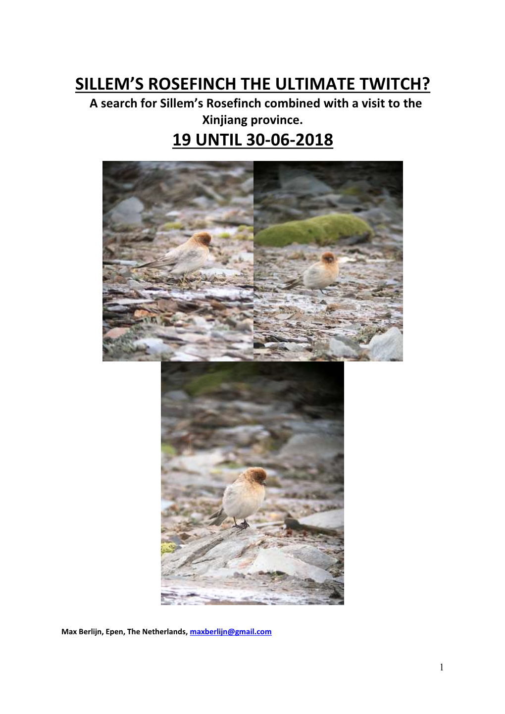 Sillem's Rosefinch the Ultimate Twitch? 19 Until 30-06-2018
