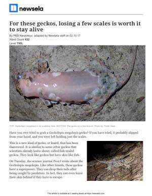 For These Geckos, Losing a Few Scales Is Worth It to Stay Alive by PBS Newshour, Adapted by Newsela Staff on 02.10.17 Word Count 432 Level 750L