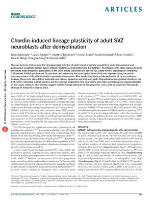 Chordin-Induced Lineage Plasticity of Adult SVZ Neuroblasts After Demyelination