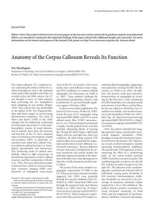 Anatomy of the Corpus Callosum Reveals Its Function