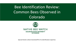 Bee Identification Review: Common Bees Observed in Colorado