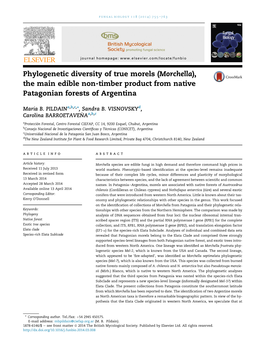 Phylogenetic Diversity of True Morels (Morchella), the Main Edible Non-Timber Product from Native Patagonian Forests of Argentina