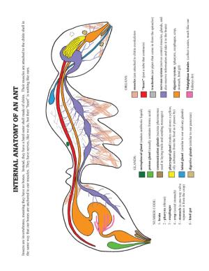 Ant-Internal-Anatomy-Diagram.Pdf