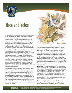 Mice and Voles