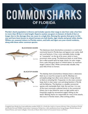 Common Sharks of Florida