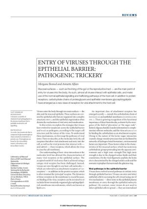 Entry of Viruses Through the Epithelial Barrier: Pathogenic Trickery