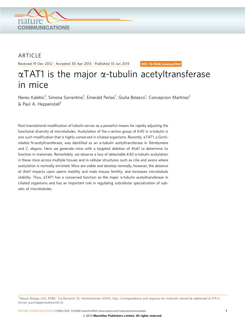 TAT1 Is the Major Α-Tubulin Acetyltransferase in Mice