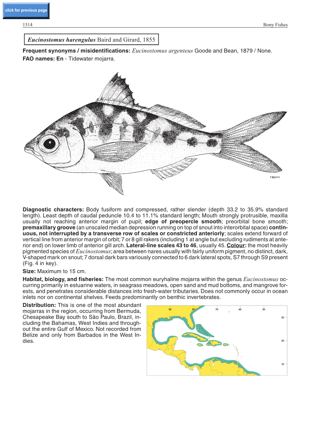 Eucinostomus Harengulus Baird and Girard, 1855 Frequent Synonyms / Misidentifications: Eucinostomus Argenteus Goode and Bean, 1879 / None