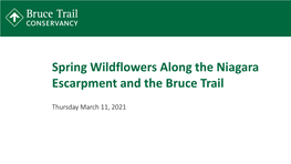 Spring Wildflowers Along the Niagara Escarpment and the Bruce Trail