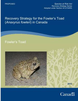 Fowler's Toad (Anaxyrus Fowleri)