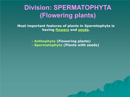 Division: SPERMATOPHYTA (Flowering Plants)