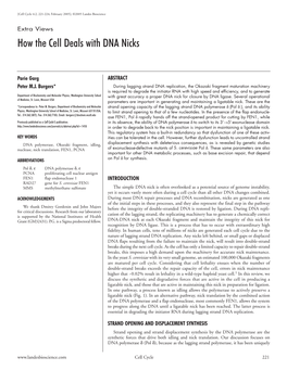 How the Cell Deals with DNA Nicks