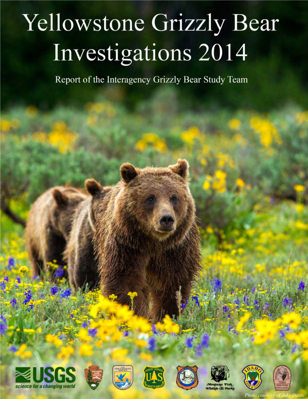 Yellowstone Grizzly Bear Investigation 2014