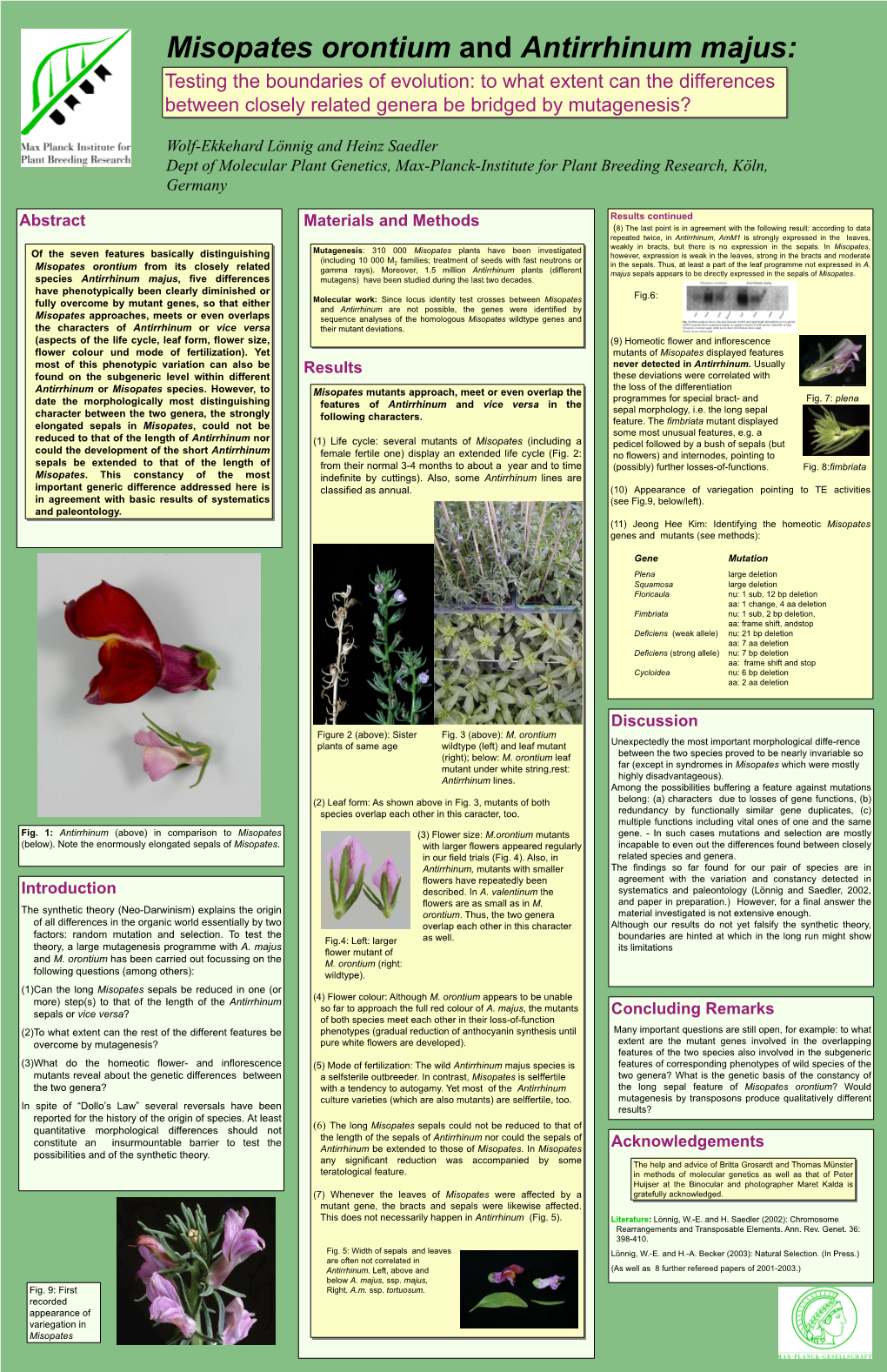 Misopates Antirrhinum