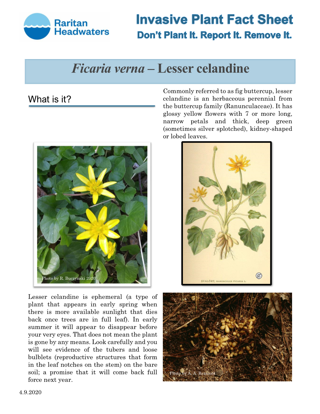 Ficaria Verna – Lesser Celandine