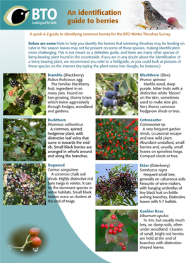 An Identification Guide to Berries