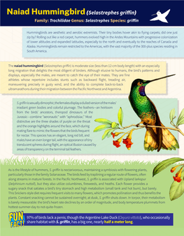 Naiad Hummingbird(Selastrephes Griffin)