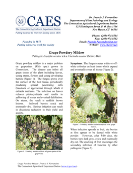 Grape Powdery Mildew Pathogen: Erysiphe Necator A.K.A