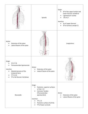 Spinalis Origin • SP of the Upper Lumbar and Lower Thoracic