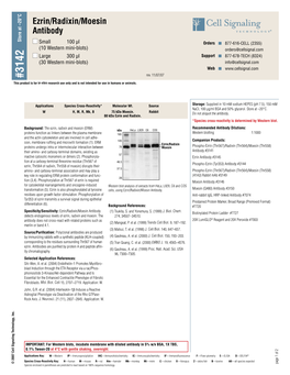 Ezrin/Radixin/Moesin Antibody 15,2707–2719.Application:W