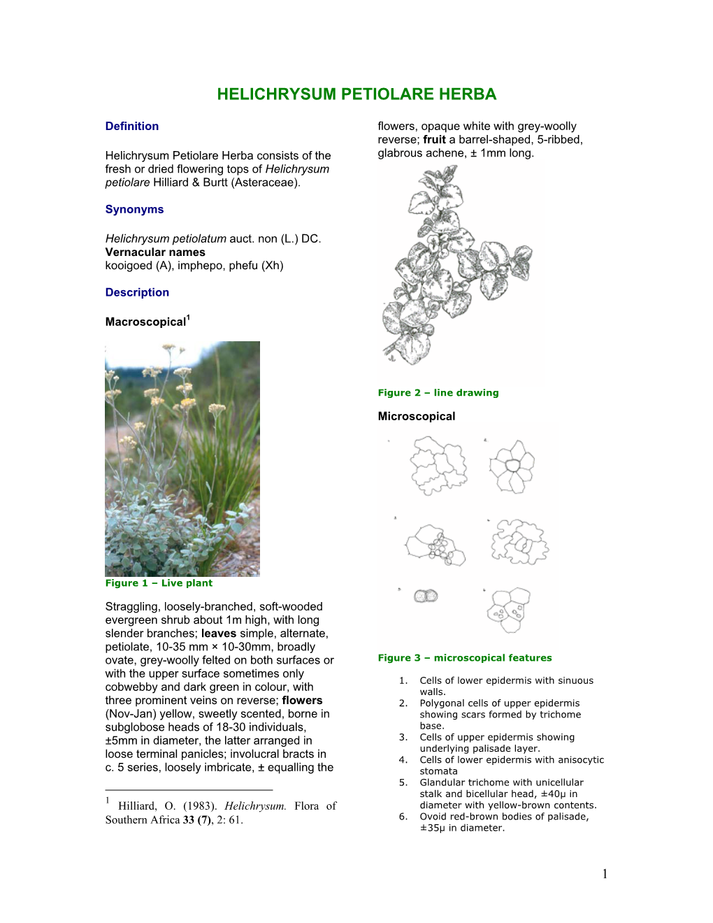 Helichrysum Petiolare Herba