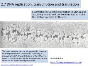 2.7 DNA Replication, Transcription and Translation