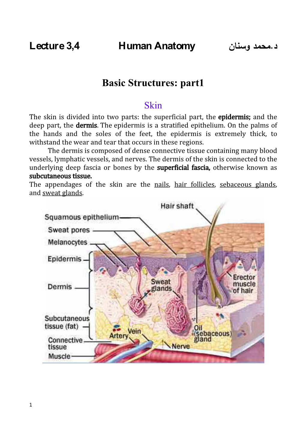 Lecture 3,4 Human Anatomy نﺎﻨﺴو دﻤﺤﻤ.د Basic Structures: Part1