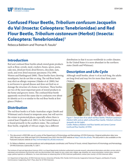 Confused Flour Beetle, Tribolium Confusum Jacquelin Du Val (Insecta