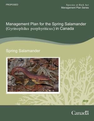 Spring Salamander (Gyrinophilus Porphyriticus) in Canada