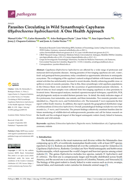 Parasites Circulating in Wild Synanthropic Capybaras (Hydrochoerus Hydrochaeris): a One Health Approach