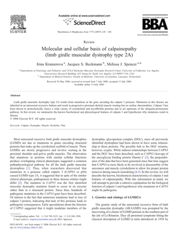Molecular and Cellular Basis of Calpainopathy (Limb Girdle Muscular Dystrophy Type 2A) ⁎ Irina Kramerova A, Jacques S