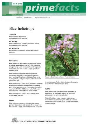 Blue Heliotrope